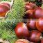 Bulk High Quality Fresh Green Dandong Chestnuts for Sale