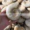 natural snail fossils ammonite fossils for sale
