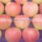 Fresh fruits Red star apple with good quality for sale                        
                                                Quality Choice