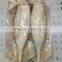 Whole Round Illex Squid