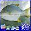 New Offer Frozen Whole Round Golden/silvery Pompano/pomfret From China