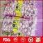 Chinese fresh solo garlic for sale