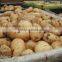 Fresh Chinese Potato Packing in Box And Carton