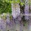 2016 Wisteria Tree Seeds Chinese Wisteria Seeds Vine Purple Flowers Bonsai Seeds For Cultivation