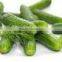 Pickled cucumbers in jar from Vietnam, 100% high-quality by HAGIMEX