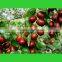 Jujube Type and Round Shape preserved fruit Red dates