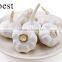 PURE WHITE FRESH GARLIC 4.5CM