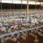 Automatic poultry drink system for chicken