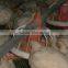 Hot sale poultry ground feeding system for broiler and breeder