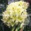 Kunming romantic lily flower bridal bouquet perfume lily flower wholesale price