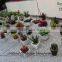 mini succulent plants potted plants for decoration