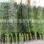 SJZJN 111 Big Amazing Balm Tree Leaves/High Imitation palm Tree Leaves Made in China Hot Sale