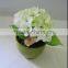 mix color hydrangea potted