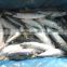 Frozen WR Pacific mackerel Seafood