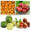 Avocado Grading Machine Lemon Sorter Machine Date Sorting Machine