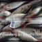 Red tail horse mackerel Decapterus kurroides Whole Round with size 2 - 3 pcs / kg