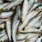 Sardine Fish Export Frozen Sardine Fish Whole Round Frozen Sardine Fish