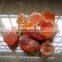 gum Arabic