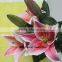 Quality Fresh Cut Flower Spray Lily Bulbs With 10 Stems/Bundle Water Lily Lily Fresh Cut Flower Named As Fresh Cut Lily Tiber Fr