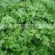 wholesale supply armoise mugwort essential oil