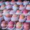 small size fuji apples/138-198