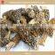 organic Morchella esculenta with stem 2cm