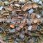 RAW SQUARE CUT CASSIA/CINNAMON WITH SKIN