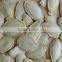 Shine-skin pumpkin seeds for wholesale from China