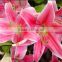 Decoration flower fresh lily flower fresh cut lilies best price
