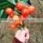 China cherry tree irrigation for orchard