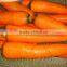 TW-1500A potato cleaning peeling machine
