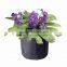 Hydroponic Plant Grow Vegetable Plant Pot