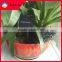100 pcs Solar Outdoor Garden Decoration String Light