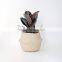 Natural belly seagrass basket / planter for home decoration