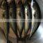 frozen fish pacific mackerel 150-250g pcs/10kg