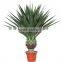 Hot sale Decor indoor Artificial sisal hemp tree decoration home artificial sisal hemp tree decor indoor office