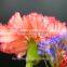 High quality cut fresh flower/diverse carnation high quality wholesale from yunnan
