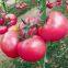Big Pink Seeds Hot Tomato Greenhouse Plant Tomato Seeds No.63