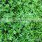100% Natural Organic Herb Dried Thyme Leaves/Cheapest Price Dried Thyme Leaves from Vietnam