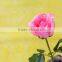 Durable honey peach coral peach rose flowers