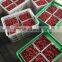 Supply High Quality IQF Frozen raspberry whole