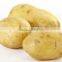 best quality hot sales Frozen sweet IQF diced potato