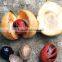 Best Quality Of Nutmeg Oil From BORG EXPORT |100% Natural Nutmeg Oil | At low Price
