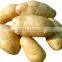China Fresh Potato in Hot Sale