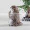 Promotional Item Plush Animal Toy Beaver Product