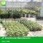 Popular Vegetable Tunnel Greenhouse
