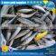 high fat content seafrozen mackerel fish, china origin mackerel fish