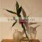 Newest Selling High Quality Home Decoration Different Types of Glass Vases