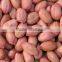 china fried and salted peanut