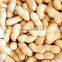 Groundnut 2015 New Crop from India